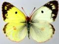 Orange tip female (aberration british dark lines) Internet Image property of respective owner, non-commercial use only